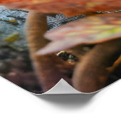 Gevoelde eekhoorns verzamelen eikels op bosbodem poster (Hoek)