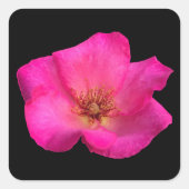 Gevoelde Roos Vierkante Sticker (Voorkant)