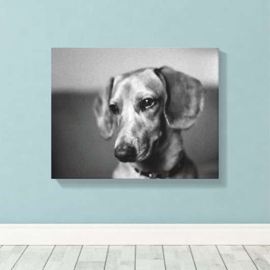 Gevoelige teckel canvas afdruk (Insitu (Houten vloer))