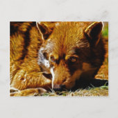 Gevolgd Briefkaart (Voorkant)