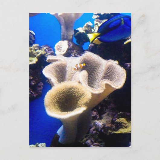 gevonden nemo briefkaart (Voorkant)