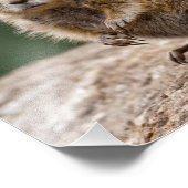 Gevonden Prairiehond Afdruk (Hoek)