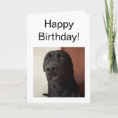 Gevouwen Kaart Bang hond meme (Voorkant)