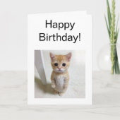 Gevouwen Kaart El Gato Cat Meme (Voorkant)