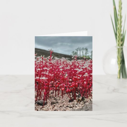 Gevouwen wenskaart met wildbloemfoto. kaart (Voorkant)