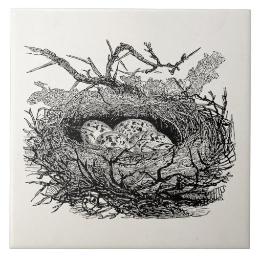 gevreesde vogelvogels Vogelnestvogels speciaal ge Tegeltje (Voorkant)