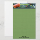 Gevroren Oranje California Klaproos Persoonlijk Briefpapier (Voorkant / Achterkant)