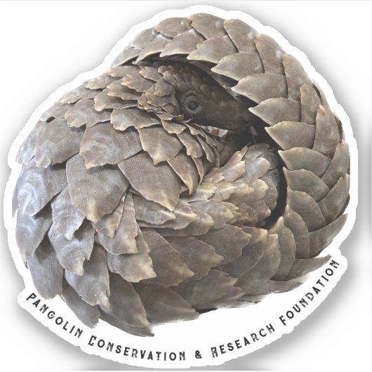 Gewalste Pangolin PCRF Sticker (Voorkant)