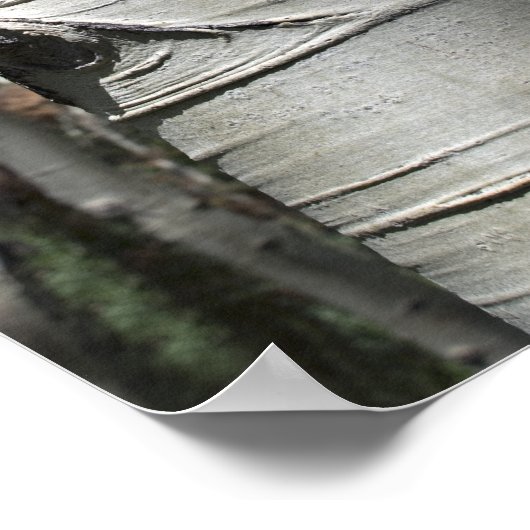 Gewatteerde kleurado Aspen-boom Poster (Hoek)