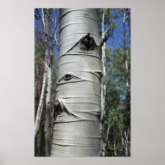 Gewatteerde kleurado Aspen-boom Poster (Voorkant)