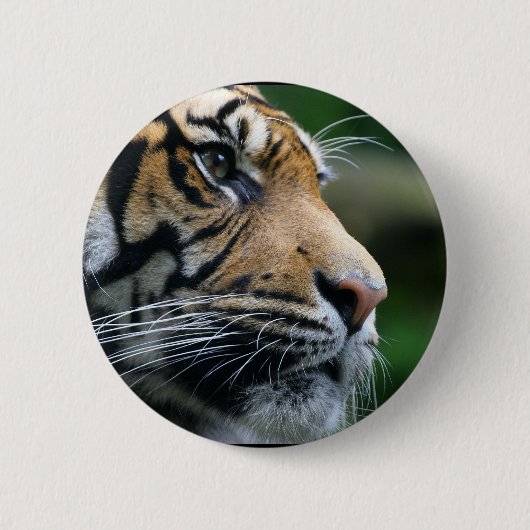 Geweldig Bengaal Tiger Face Ronde Button 5,7 Cm (Voorkant)
