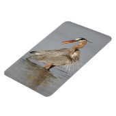 Geweldig Blue Heron Twisting 4x6 Magnet Magneet (Linkerzijde)