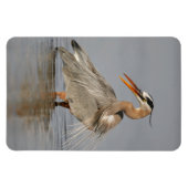Geweldig Blue Heron Twisting 4x6 Magnet Magneet (Horizontaal)