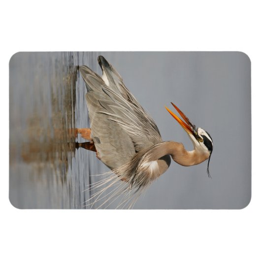 Geweldig Blue Heron Twisting 4x6 Magnet Magneet (Horizontaal)