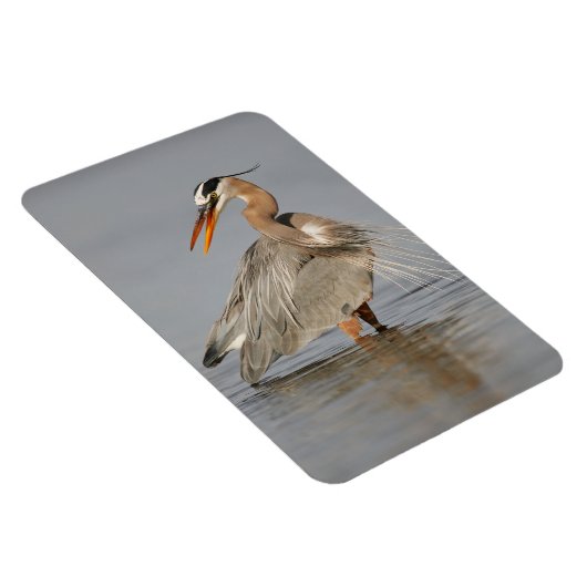 Geweldig Blue Heron Twisting 4x6 Magnet Magneet (Rechterzijde)