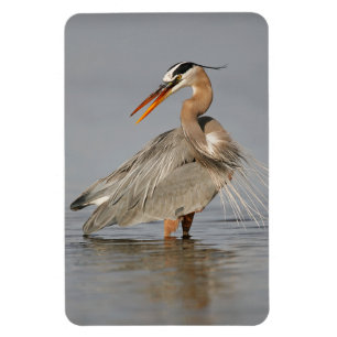 Geweldig Blue Heron Twisting 4x6 Magnet Magneet