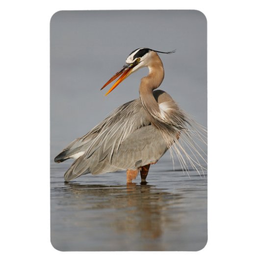 Geweldig Blue Heron Twisting 4x6 Magnet Magneet (Verticaal)