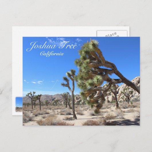 Geweldig Briefkaart van Joshua Tree! (Voorkant / Achterkant)