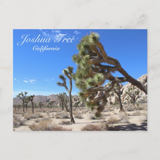 Geweldig Briefkaart van Joshua Tree! (Voorkant)
