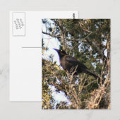 Geweldig getrapt Briefkaart voor foto's (Voorkant / Achterkant)