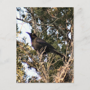 Geweldig getrapt Briefkaart voor foto's