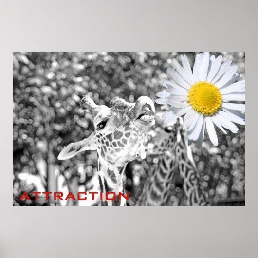 Geweldig Giraffe aantrekkingsPoster! Poster (Voorkant)