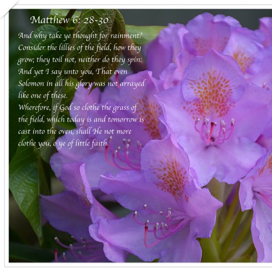 Geweldig is uw trouw! briefkaart