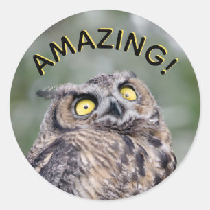 Geweldig! Onder de indruk Uil Stickers