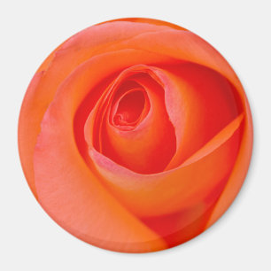 Geweldig Oranje Roos Bud Magneet