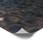 Geweldig schildpad Poster! Poster (Hoek)