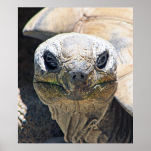 Geweldig schildpad Poster! Poster