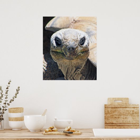 Geweldig schildpad Poster! Poster (Keuken)