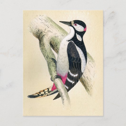 Geweldig Spotted Woodpecker Briefkaart (Voorkant)