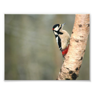 Geweldig Spotted Woodpecker op een Zilver Birch Foto Afdruk
