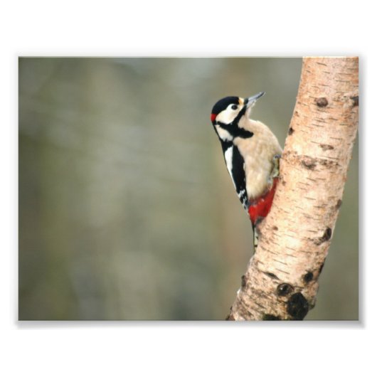 Geweldig Spotted Woodpecker op een Zilver Birch Foto Afdruk (Voorkant)
