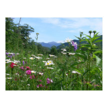 Geweldig uitzicht voor de bloemen