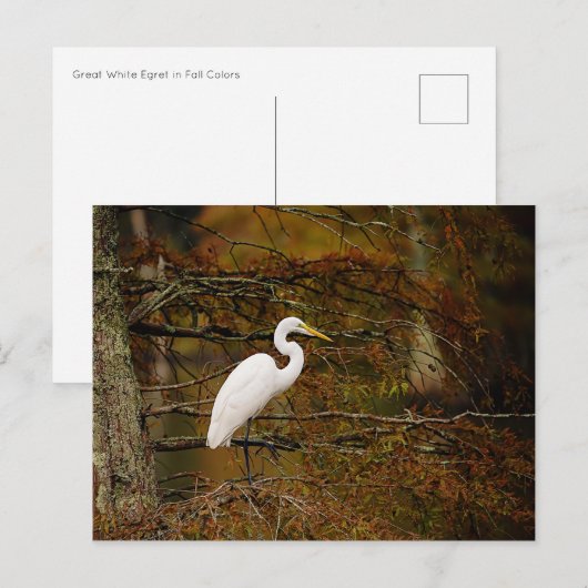 Geweldig wit Briefkaart in valkleuren (Voorkant / Achterkant)