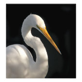 Geweldig wit portret. foto afdruk (Voorkant)