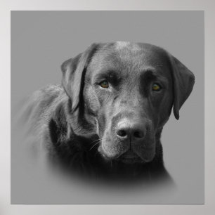 Geweldige afdruk labrador Retriever Poster