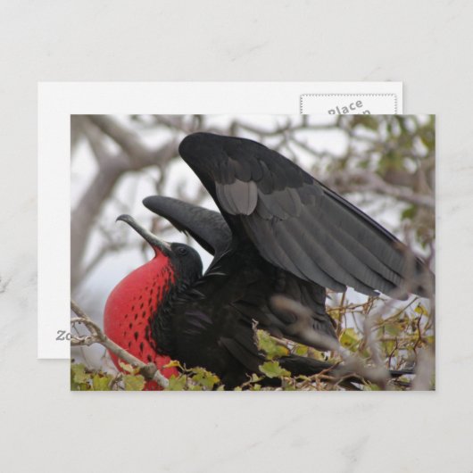 Geweldige bevruchte vogel briefkaart (Voorkant / Achterkant)