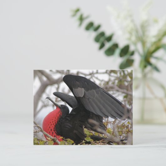 Geweldige bevruchte vogel briefkaart (Staand voorkant)