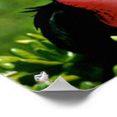 Geweldige bevruchte vogel poster (Hoek)