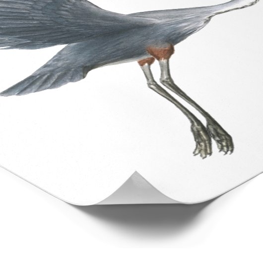 Geweldige blauwe haron met fijne tekenafdrukken poster (Hoek)