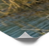 Geweldige blauwe haron op Pond Print (Hoek)