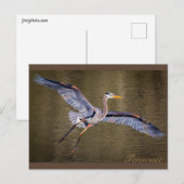 Geweldige Blauwe Heron die een landing maakt. Briefkaart (Voorkant / Achterkant)