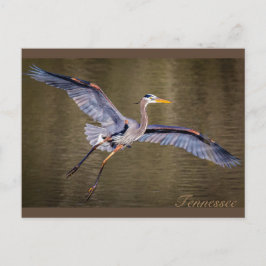 Geweldige Blauwe Heron die een landing maakt. Briefkaart