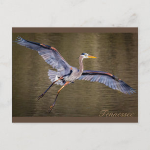 Geweldige Blauwe Heron die een landing maakt. Briefkaart