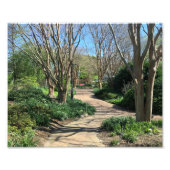 Geweldige boom gevoerde loopbrug foto afdruk (Voorkant)