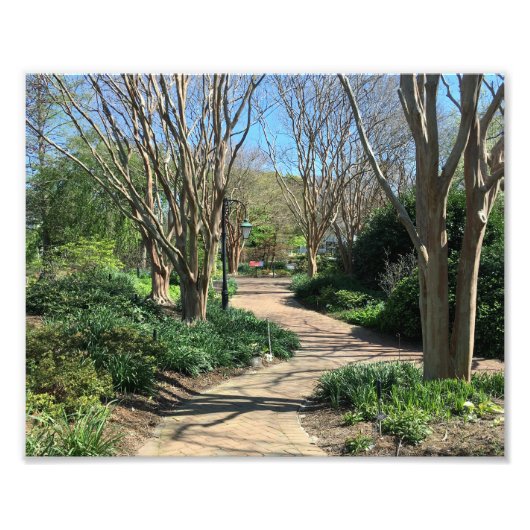 Geweldige boom gevoerde loopbrug foto afdruk (Voorkant)