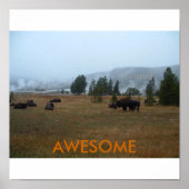 Geweldige buffelPoster Poster (Voorkant)